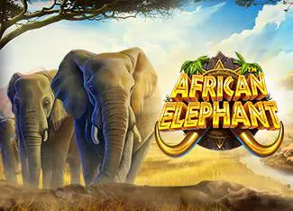 African Elephant - Spin City - Congo